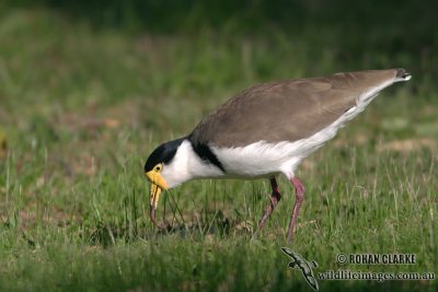 Masked Lapwing 6807.jpg