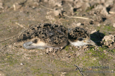 Masked Lapwing 7390.jpg