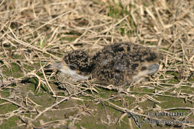 Masked Lapwing 7393.jpg