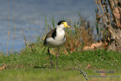 Masked Lapwing 7525.jpg