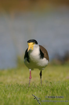 Masked Lapwing 7531.jpg