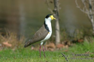 Masked Lapwing 7542.jpg