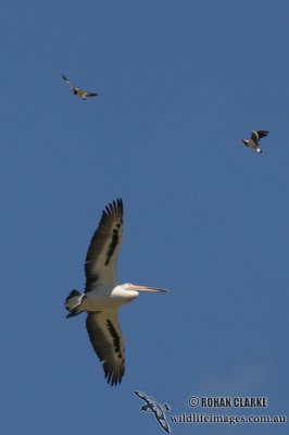 Banded Lapwing 0152.jpg