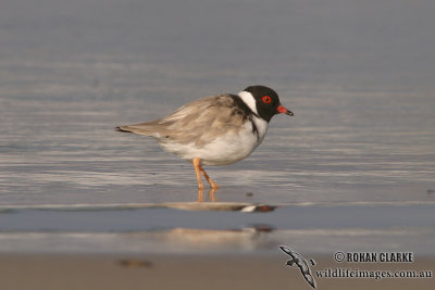 Hooded Plover 5044.jpg