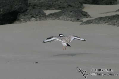 Hooded Plover 6772.jpg