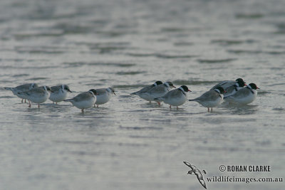 Hooded Plover 6985.jpg