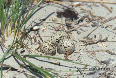 Hooded Plover s1196.jpg