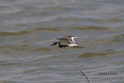 Red-kneed Dotterel 5555.jpg