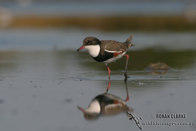 Red-kneed Dotterel 5973.jpg