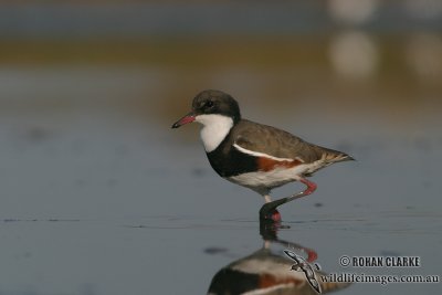 Red-kneed Dotterel 5977.jpg