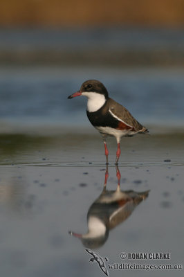 Red-kneed Dotterel (NZ vagrant)