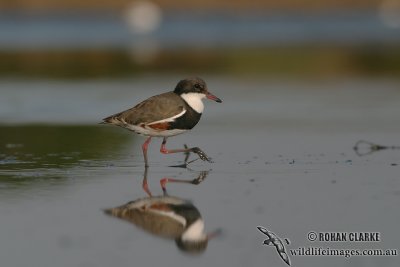 Red-kneed Dotterel 6073.jpg