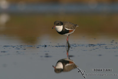 Red-kneed Dotterel 6113.jpg