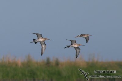 Black-tailed Godwit (NZ vagrant)