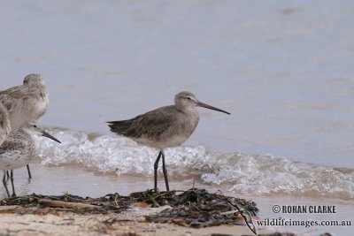 Black-tailed Godwit 2449.jpg