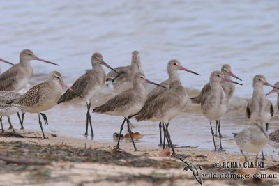 Black-tailed Godwit 2462.jpg