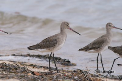 Black-tailed Godwit 2464.jpg