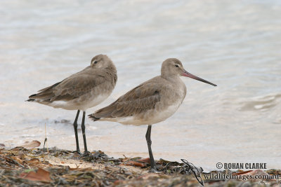 Black-tailed Godwit 2470.jpg