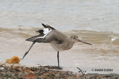 Black-tailed Godwit 2474.jpg