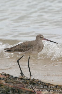 Black-tailed Godwit 2477.jpg