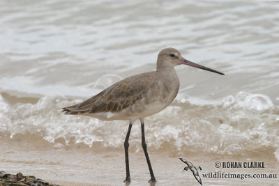 Black-tailed Godwit 2479.jpg