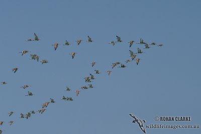 Black-tailed Godwit 9213.jpg