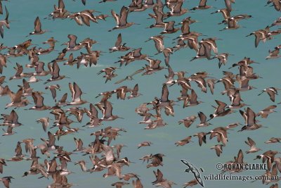 Black-tailed Godwit 9242.jpg