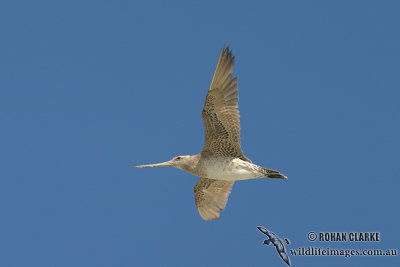 Bar-tailed Godwit 9591.jpg