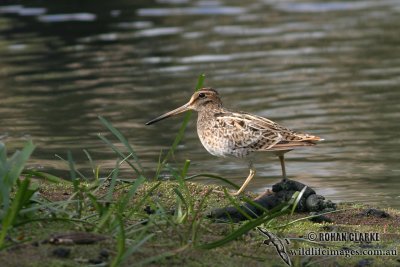 Latham's Snipe (NZ vagrant)