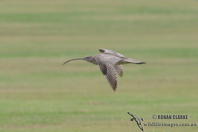 Eastern Curlew 2497.jpg