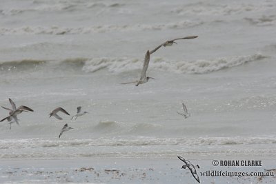 Eurasian Curlew 0478.jpg