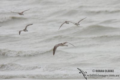 Eurasian Curlew 0507.jpg