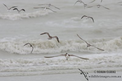 Eurasian Curlew 0552.jpg