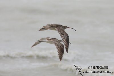 Eurasian Curlew 0569.jpg