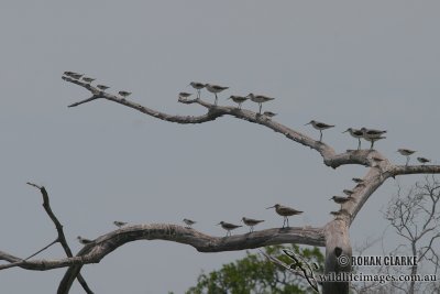 Common Greenshank 0124.jpg