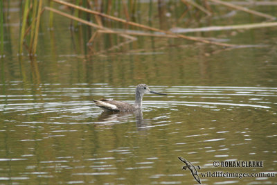 Common Greenshank 0271.jpg