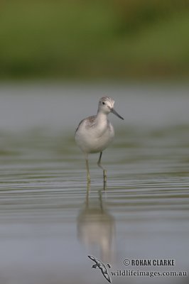 Common Greenshank 4350.jpg