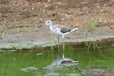 Common Greenshank 4438.jpg