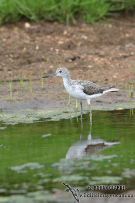 Common Greenshank 4441.jpg