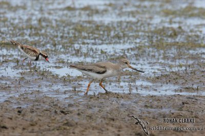 Terek Sandpiper 0869.jpg