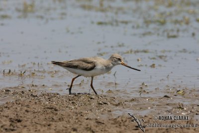 Terek Sandpiper