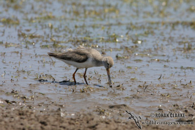 Terek Sandpiper 0890.jpg