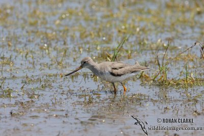 Terek Sandpiper 0893.jpg