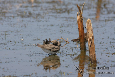 Terek Sandpiper 0927.jpg