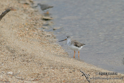 Terek Sandpiper 1754.jpg