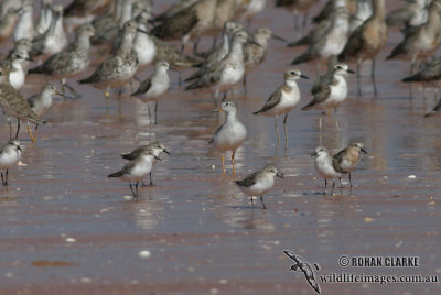 Terek Sandpiper 9373.jpg