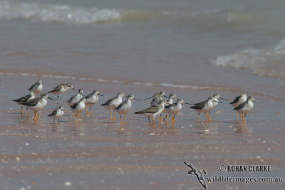 Terek Sandpiper 9388.jpg