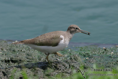 Common Sandpiper 4181.jpg