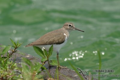 Common Sandpiper 4293.jpg