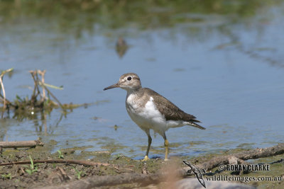 Common Sandpiper 8727.jpg